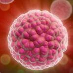 The causative agent of human papilloma