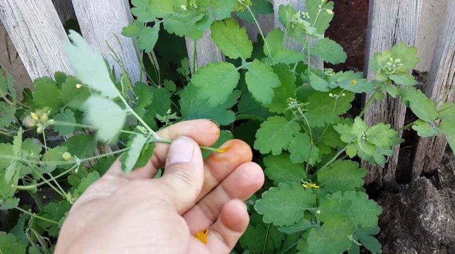 celandine herbal juice to remove papillomas